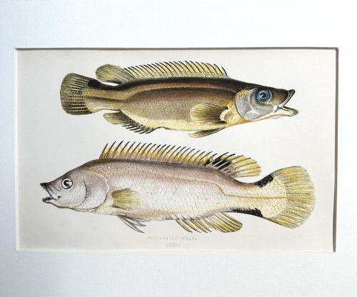 fig 3. A framed 19th-century scientific engraving depicting two fish on a cream mount within a blue painted frame with wave patterns.