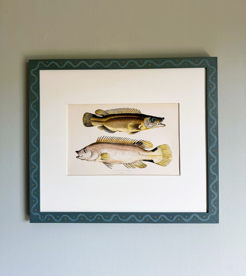 A framed 19th-century scientific engraving depicting two fish on a cream mount within a blue painted frame with wave patterns.