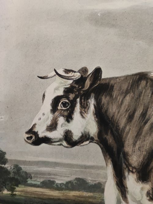 A 19C ENGRAVING OF A PRIZE COW - ADDITIONAL PHOTO 1