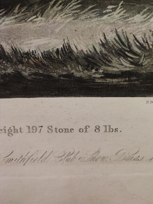A 19C ENGRAVING OF A PRIZE COW - ADDITIONAL PHOTO 2