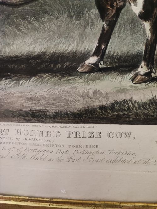 A 19C ENGRAVING OF A PRIZE COW - ADDITIONAL PHOTO 3