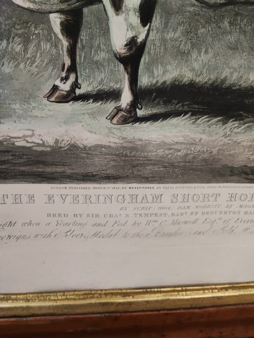 A 19C ENGRAVING OF A PRIZE COW - ADDITIONAL PHOTO 8