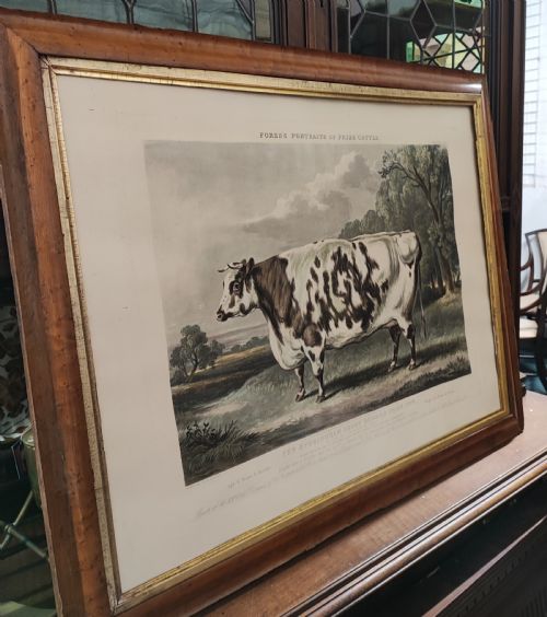 A 19C ENGRAVING OF A PRIZE COW - ADDITIONAL PHOTO 12