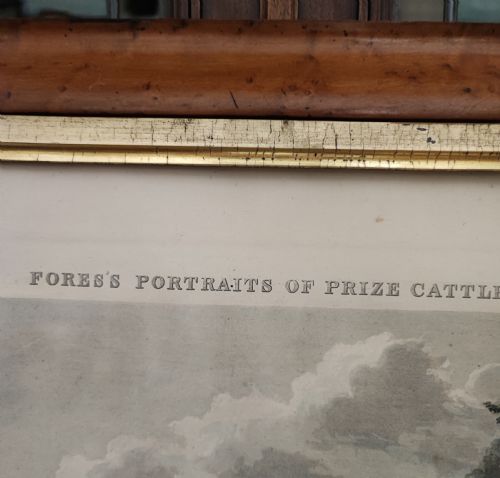A 19C ENGRAVING OF A PRIZE COW - ADDITIONAL PHOTO 13