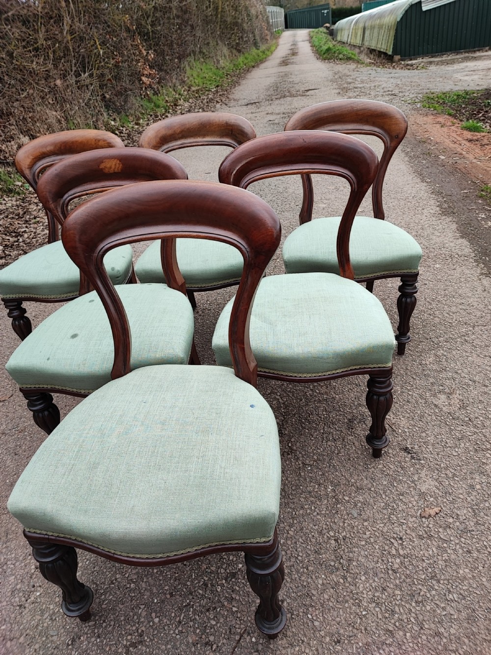 A set of six Victorian balloon back dining chairs made of dark mahogany wood with soft green upholstered seats.
