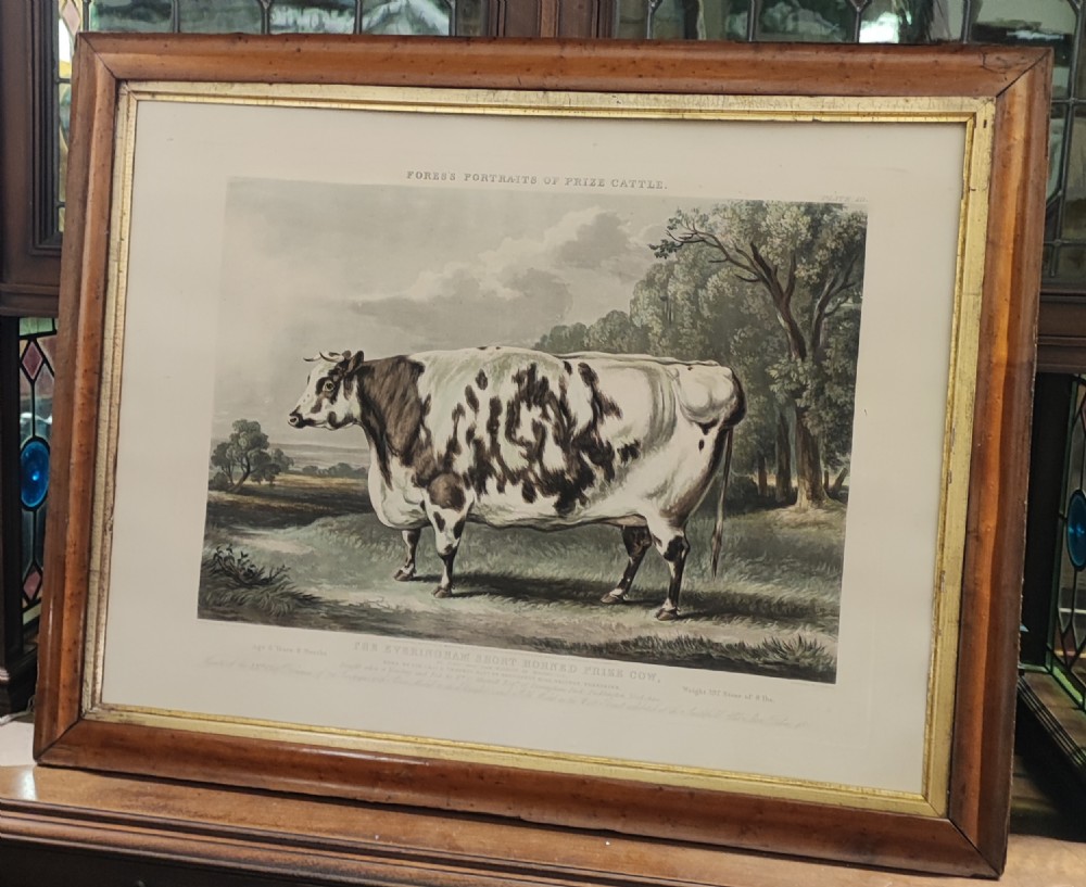 A 19c engraving of a prize cow 
