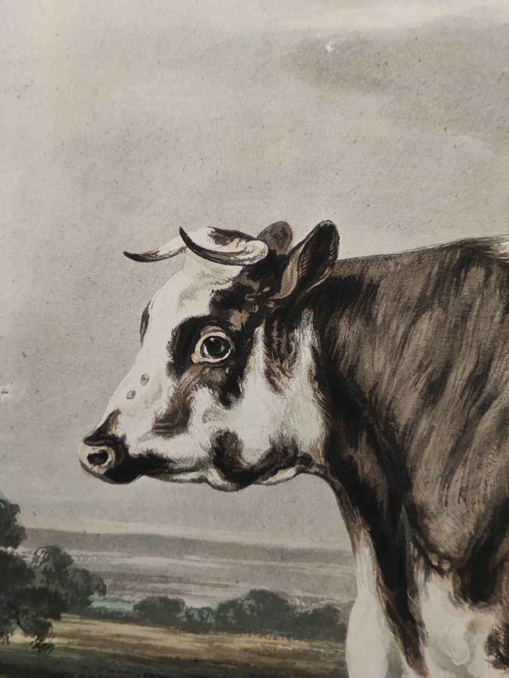 A 19c engraving of a prize cow  View II