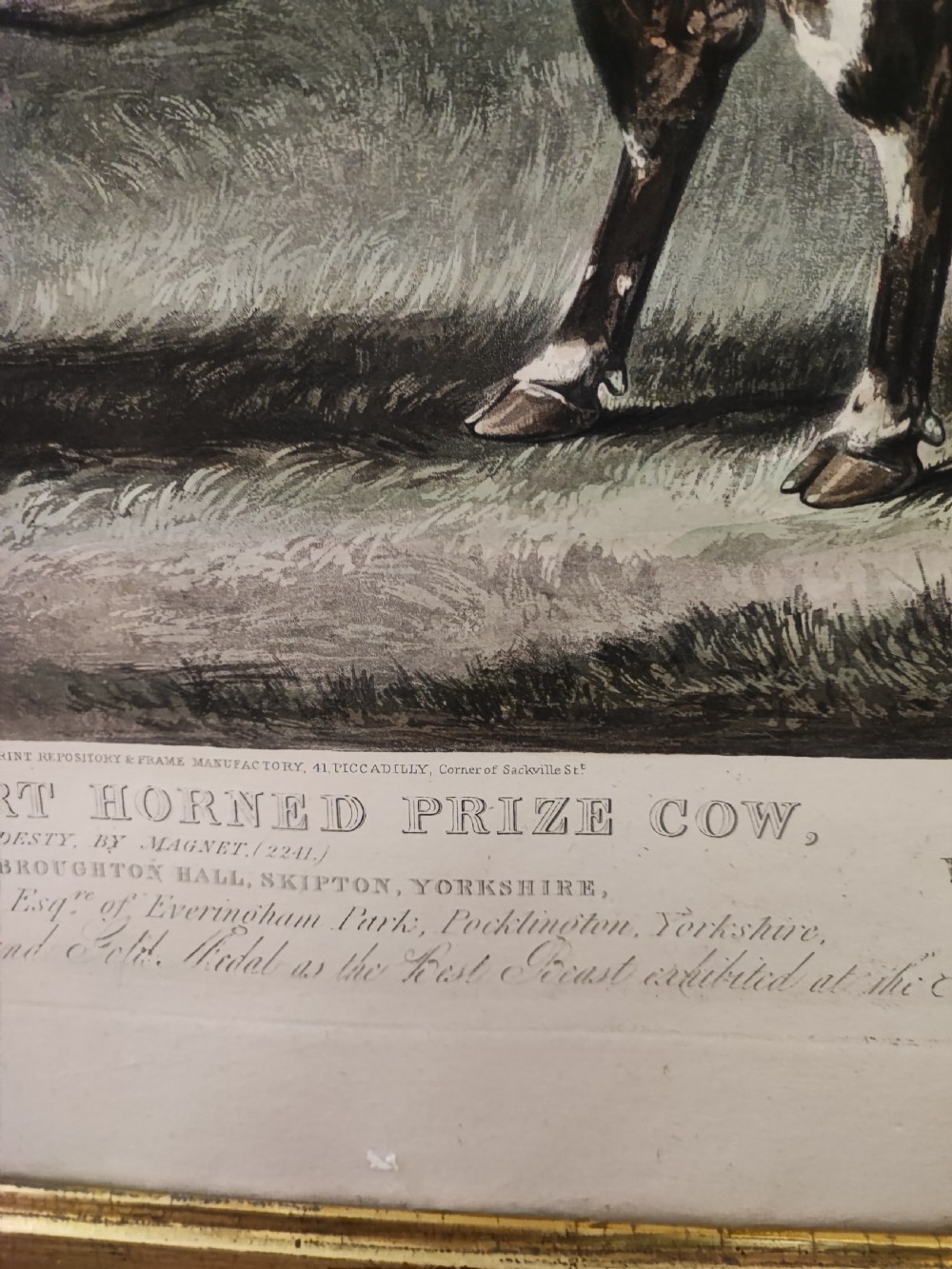 A 19c engraving of a prize cow  View IV