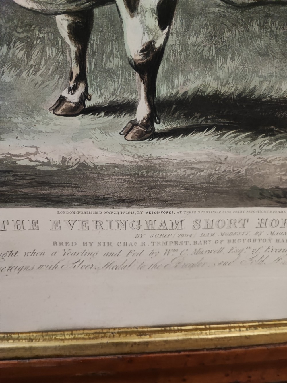 A 19c engraving of a prize cow  View VIII