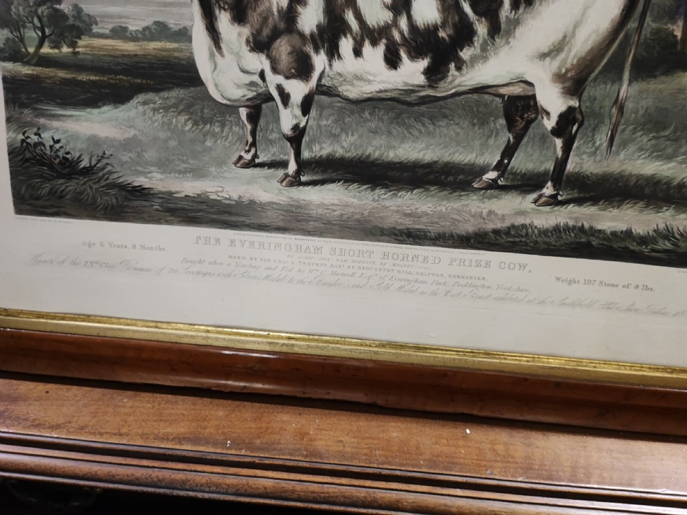 A 19c engraving of a prize cow  View XI
