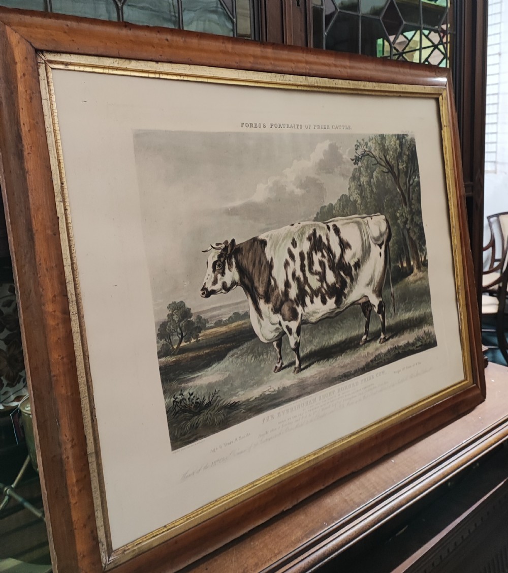 A 19c engraving of a prize cow  View XII