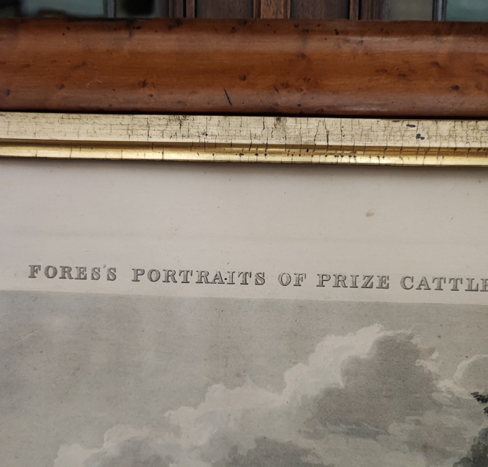 A 19c engraving of a prize cow  View XIII