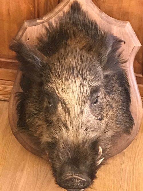 antique shield mounted large european male wild boar - CATEGORY: ANTIQUE MISCELLANEOUS - DATED 1920