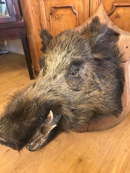 ANTIQUE SHIELD MOUNTED LARGE EUROPEAN MALE WILD BOAR - ADDITIONAL PHOTO 1