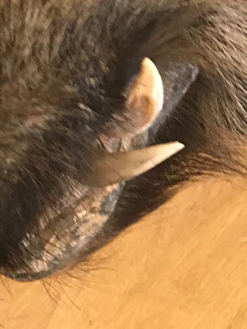 ANTIQUE SHIELD MOUNTED LARGE EUROPEAN MALE WILD BOAR - ADDITIONAL PHOTO 3