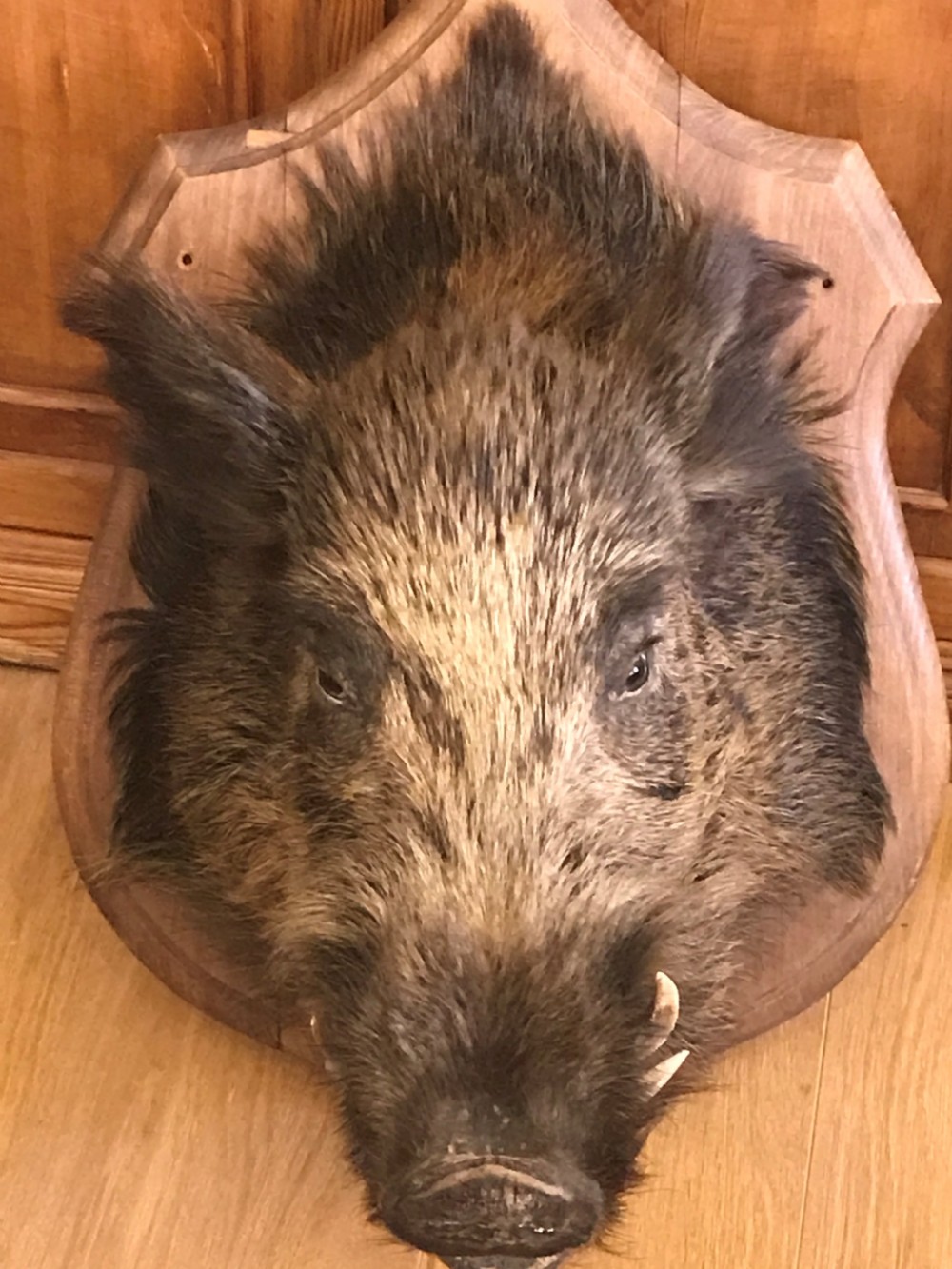 Antique Shield Mounted Large European Male Wild Boar