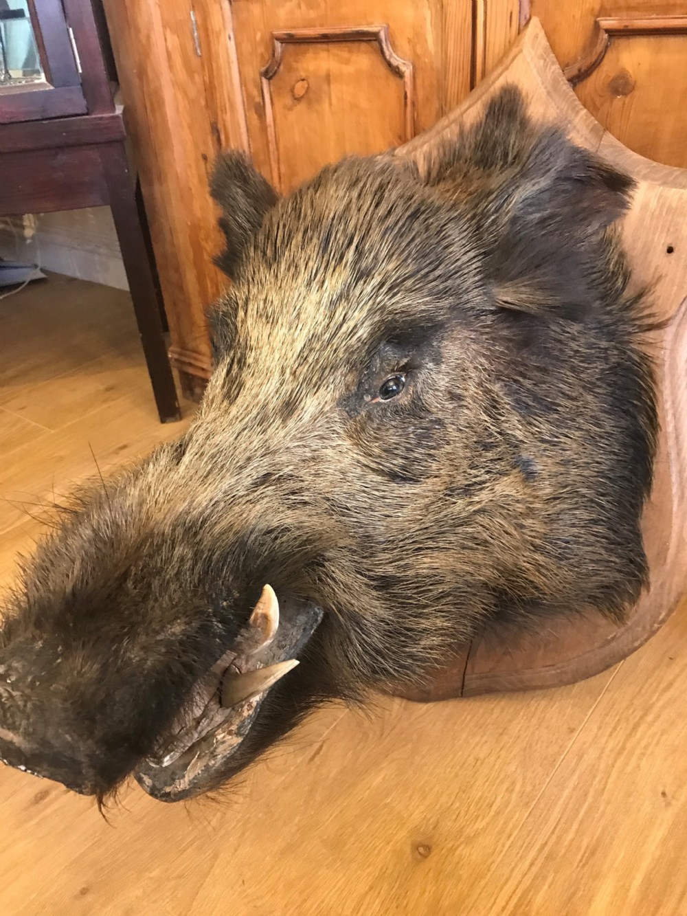 Antique Shield Mounted Large European Male Wild Boar View II