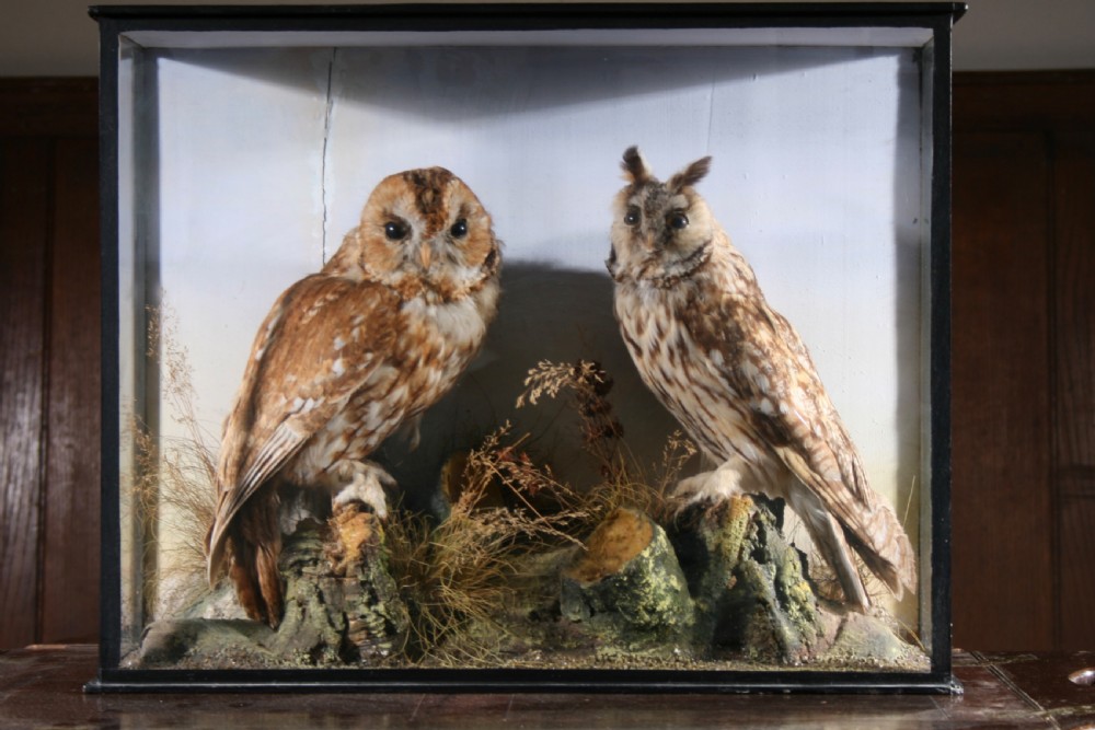 Tawny Owl and Long Eared Owl in Naturalistic Setting