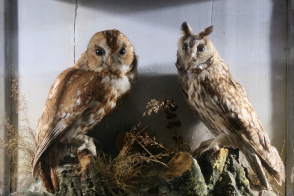 A Victorian glazed display case featuring a preserved Tawny Owl and Long-Eared Owl mounted on a naturalistic terrain base with dried flora. View II