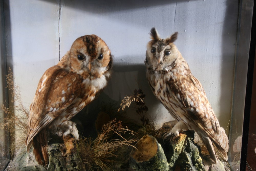 A Victorian glazed display case featuring a preserved Tawny Owl and Long-Eared Owl mounted on a naturalistic terrain base with dried flora. View III