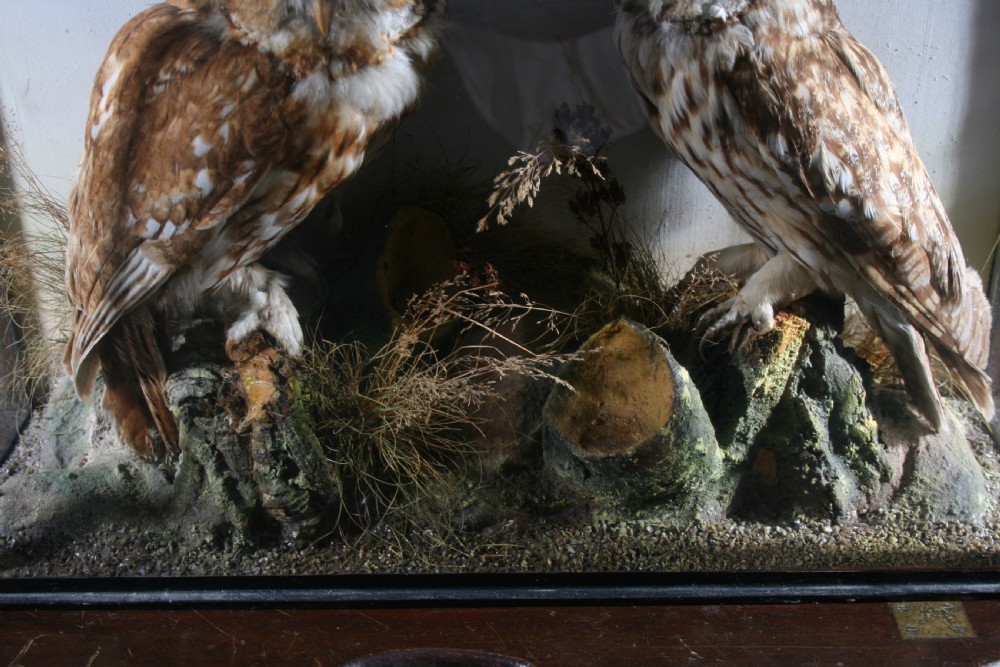 A Victorian glazed display case featuring a preserved Tawny Owl and Long-Eared Owl mounted on a naturalistic terrain base with dried flora. View IV
