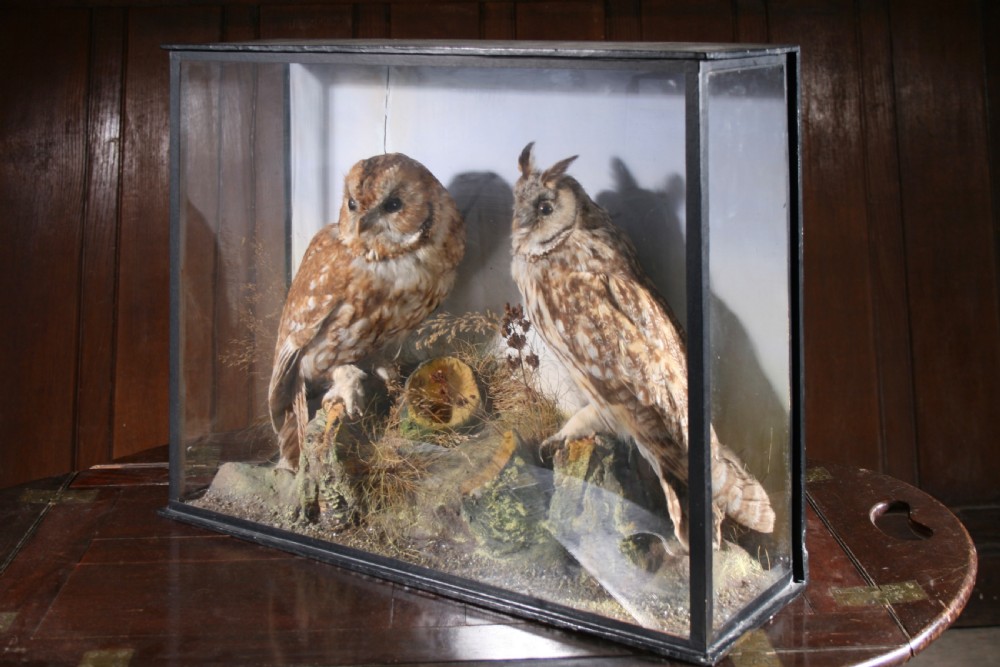 A Victorian glazed display case featuring a preserved Tawny Owl and Long-Eared Owl mounted on a naturalistic terrain base with dried flora. View V