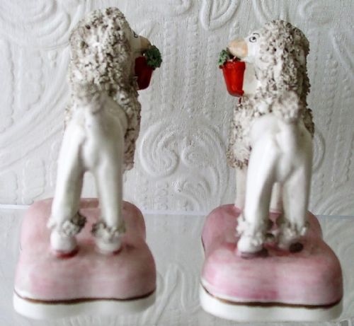 fig 1. A pair of Victorian Staffordshire pottery miniature poodles featuring textured coats and red baskets in their mouths, standing on rectangular pink bases.