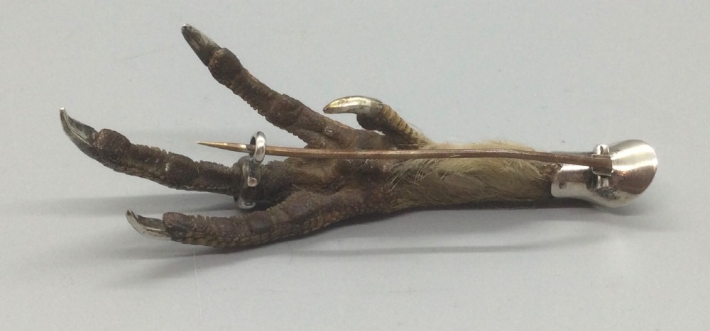Antique Victorian Scottish silver mounted bird taxidermy brooch c1880 View V