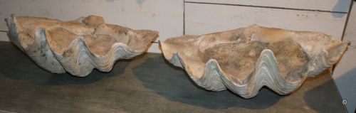 Pair of Edwardian Clam Shells