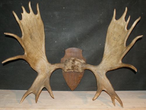 Set of Moose Antlers