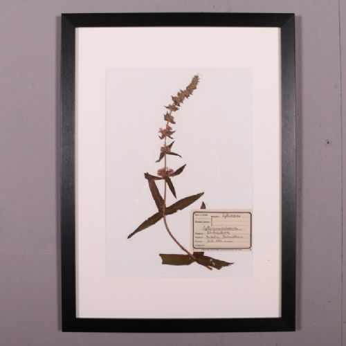 fig 1. German Framed Herbarium