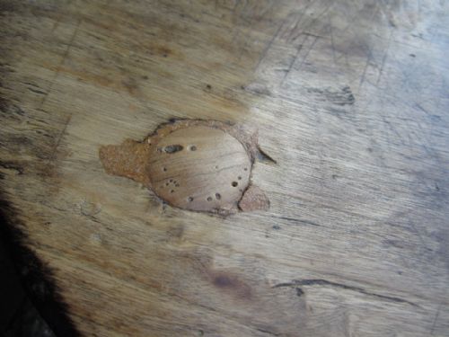 ANTIQUE PRIMITIVE LOW CRICKET TABLE - ADDITIONAL PHOTO 4
