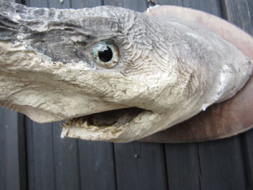 Taxidermy Mako Shark Head