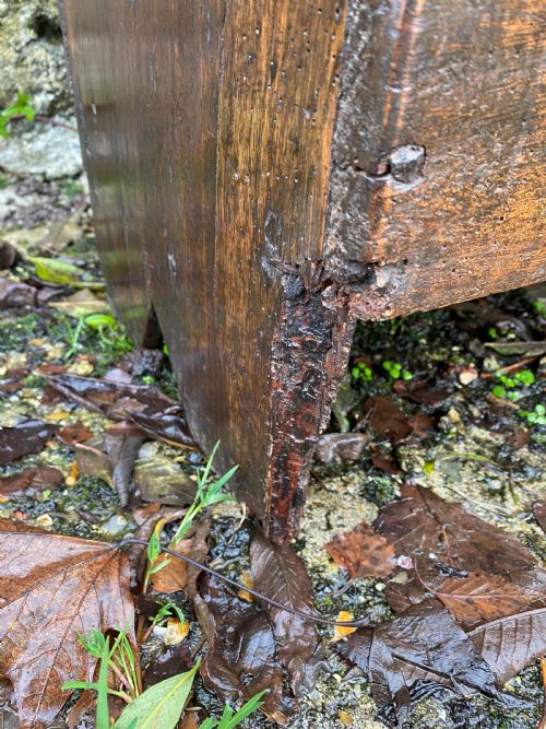 ELM COFFER - ADDITIONAL PHOTO 8