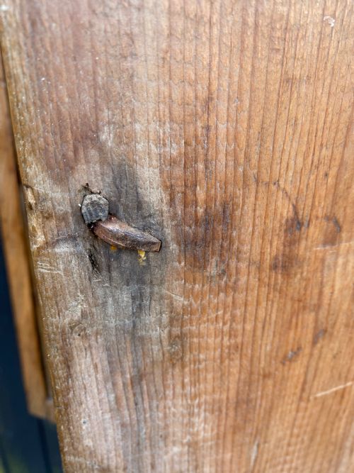 EARLY PINE WALL CUPBOARD - ADDITIONAL PHOTO 15