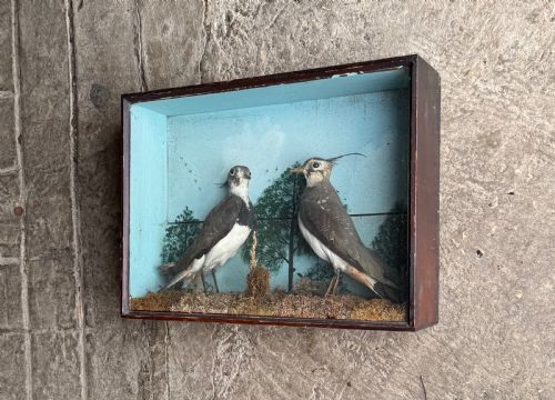 CASED TAXIDERMY LAPWINGS - ADDITIONAL PHOTO 1
