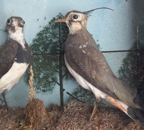 CASED TAXIDERMY LAPWINGS - ADDITIONAL PHOTO 5