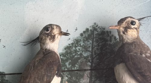 CASED TAXIDERMY LAPWINGS - ADDITIONAL PHOTO 6
