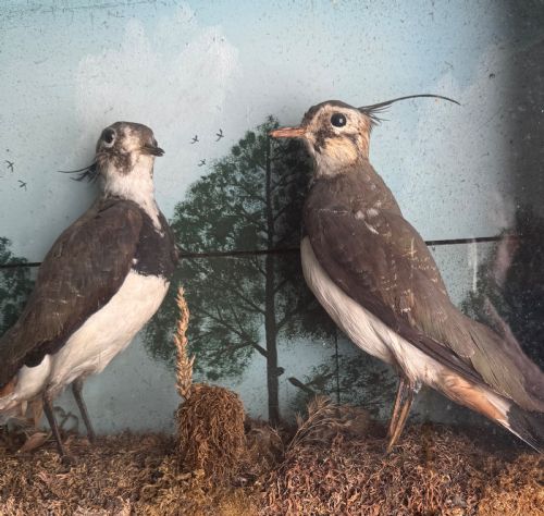 CASED TAXIDERMY LAPWINGS - ADDITIONAL PHOTO 7