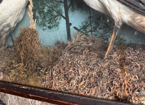 CASED TAXIDERMY LAPWINGS - ADDITIONAL PHOTO 8