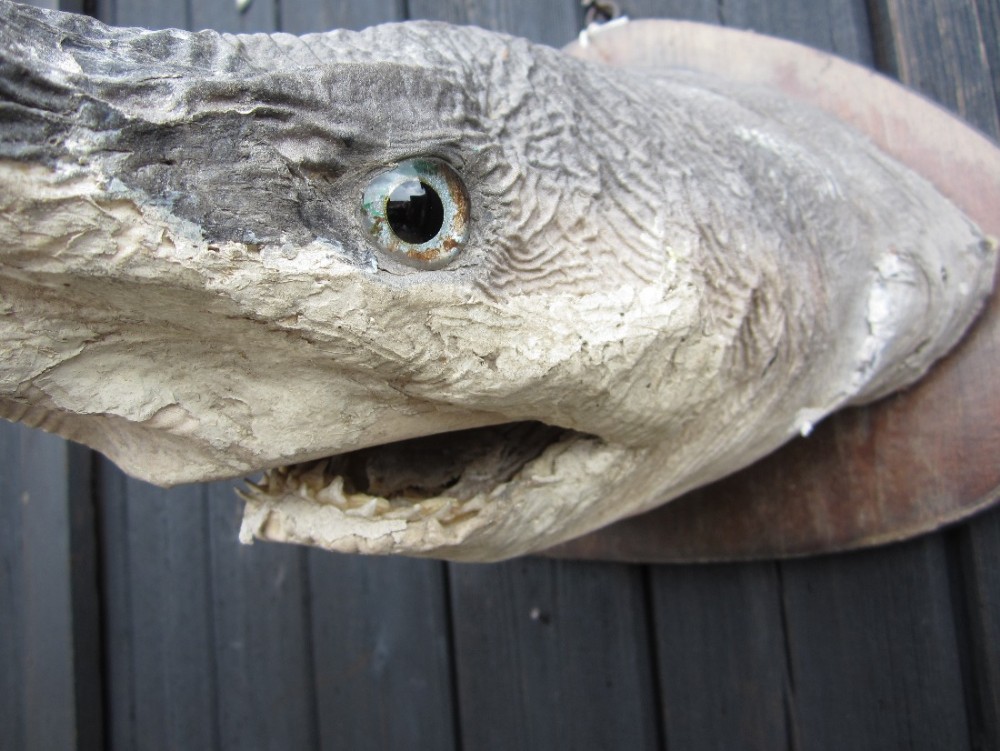 Taxidermy Mako shark head 