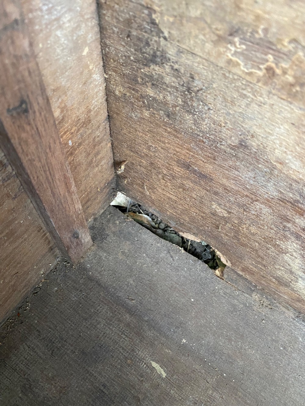 Early Oak Box View VIII