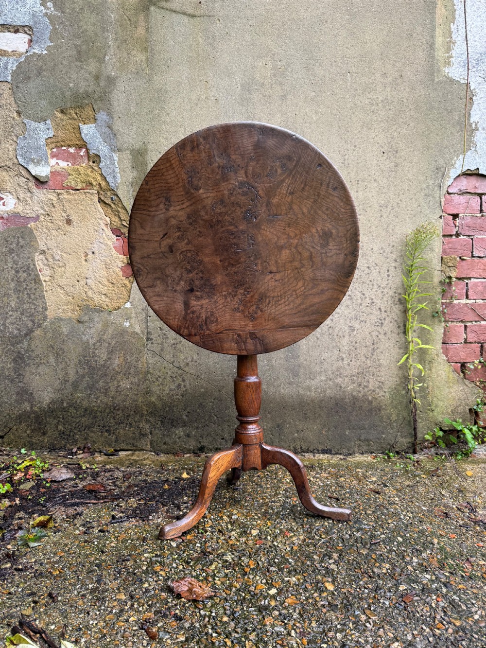 Antique Burr Oak Table View V