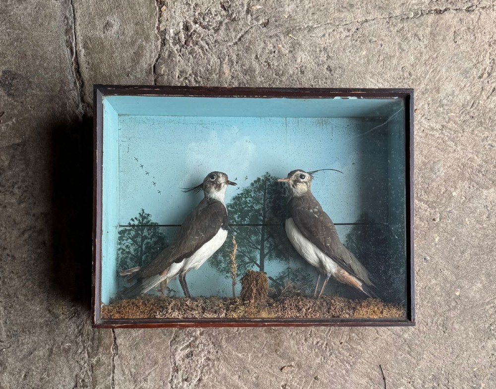 Cased Taxidermy Lapwings