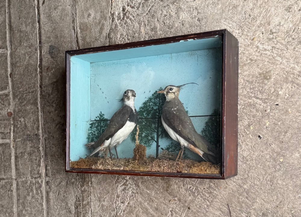 Cased Taxidermy Lapwings View II