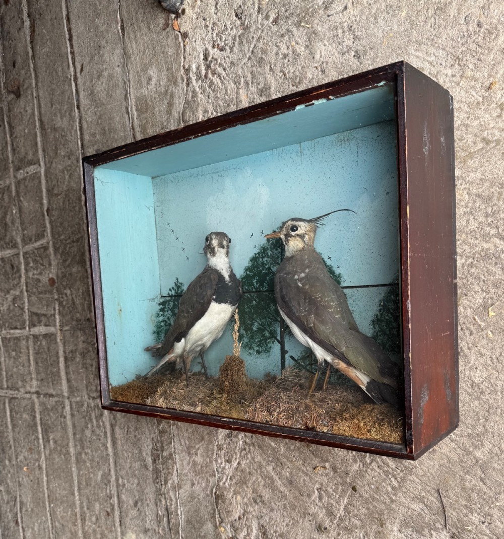 Cased Taxidermy Lapwings View III