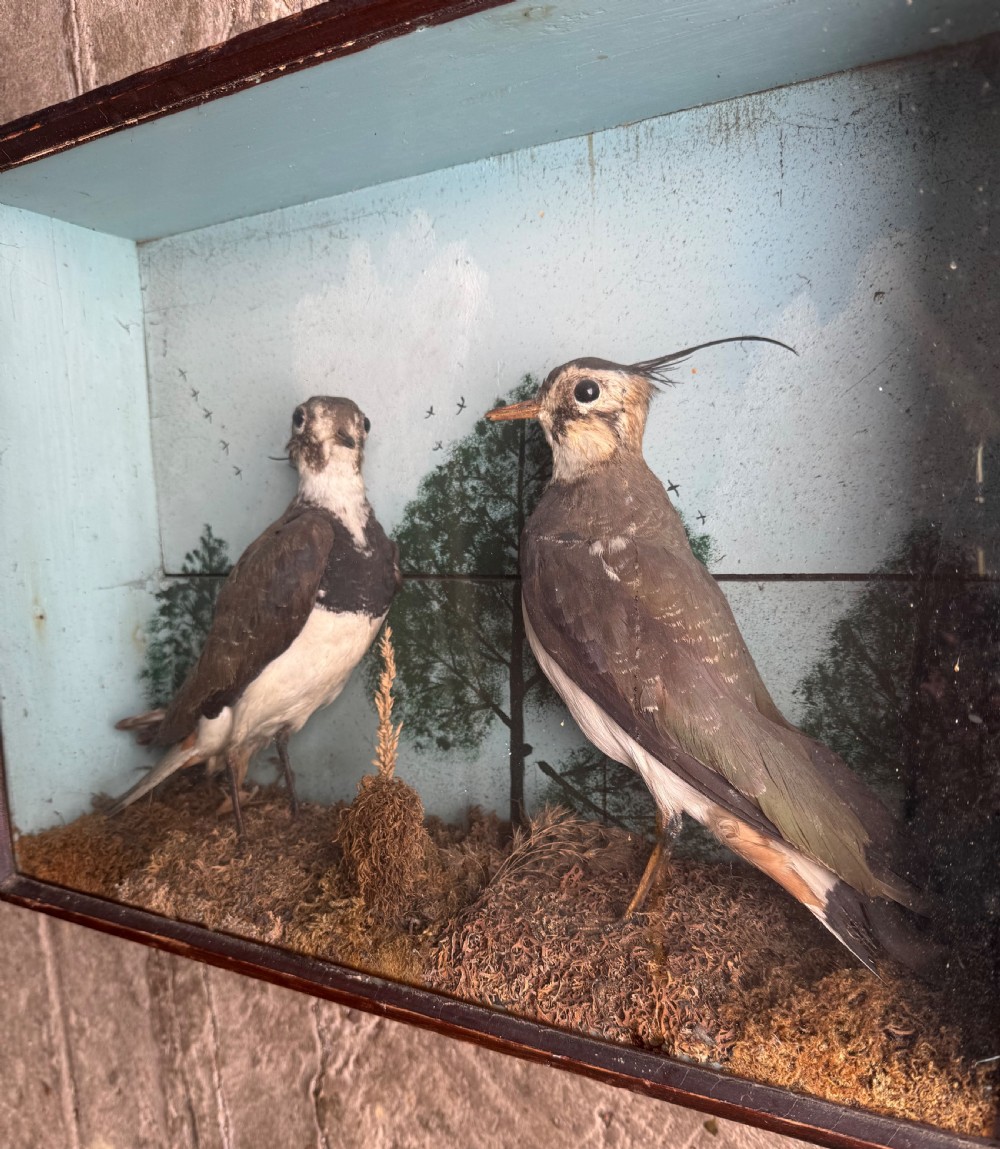 Cased Taxidermy Lapwings View IV