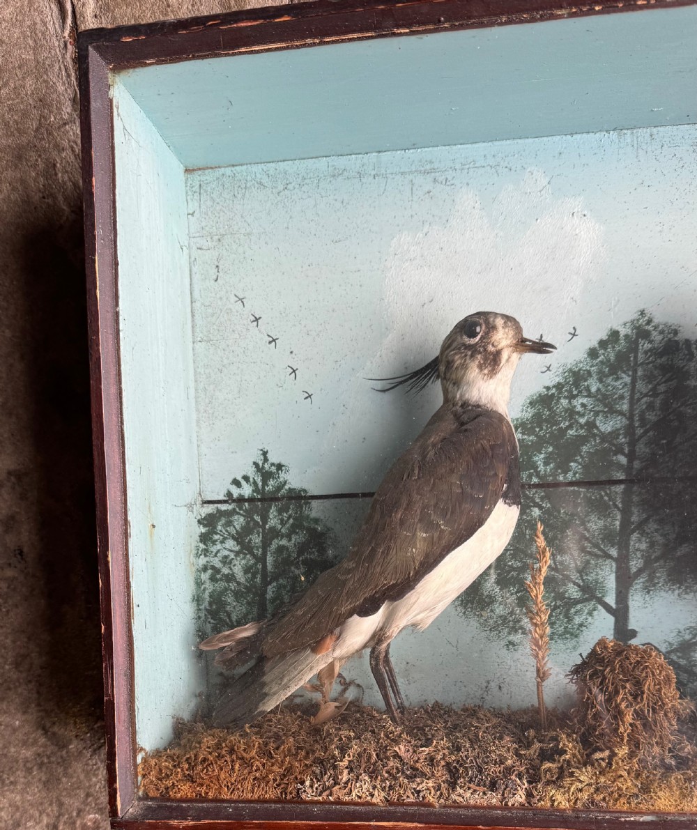 Cased Taxidermy Lapwings View V