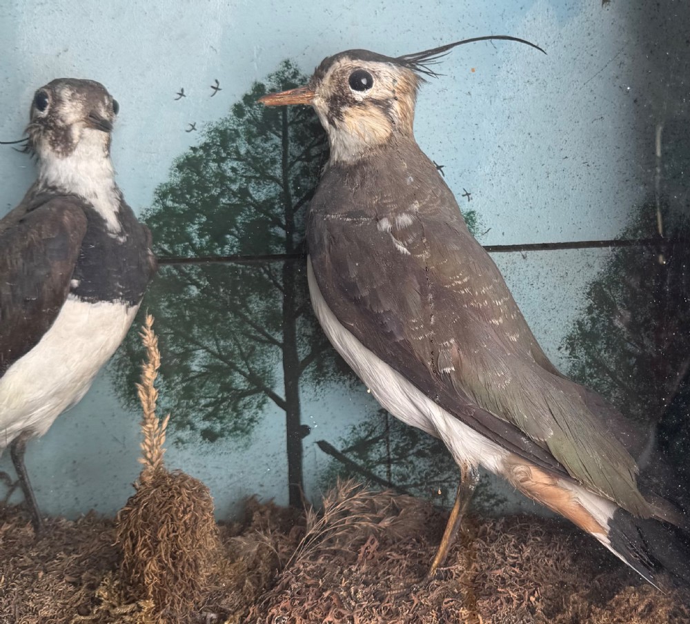 Cased Taxidermy Lapwings View VI