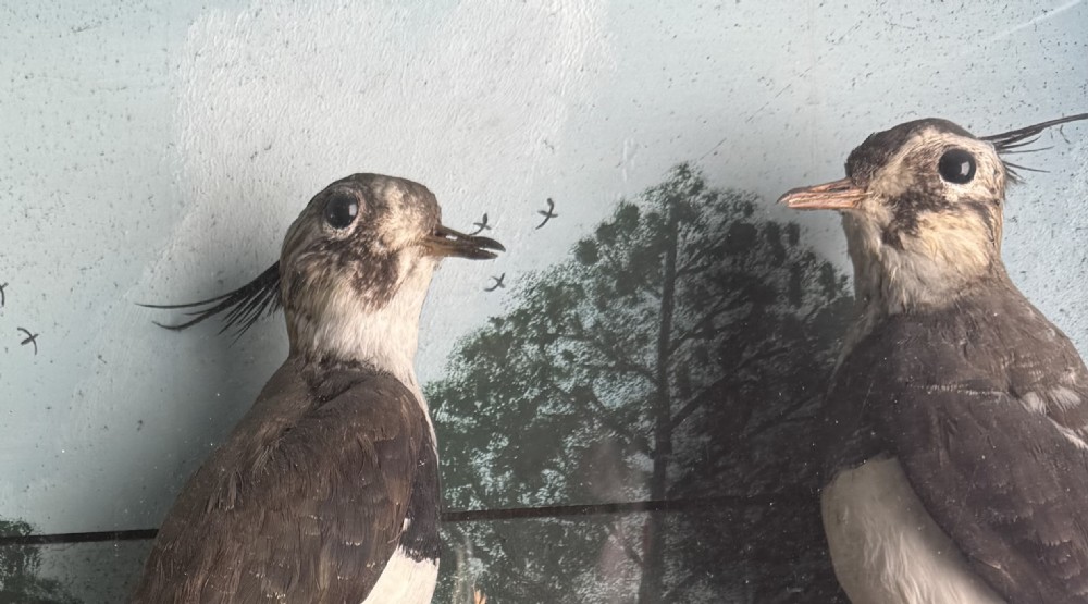Cased Taxidermy Lapwings View VII